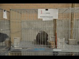 Concurso de Palomas 2012